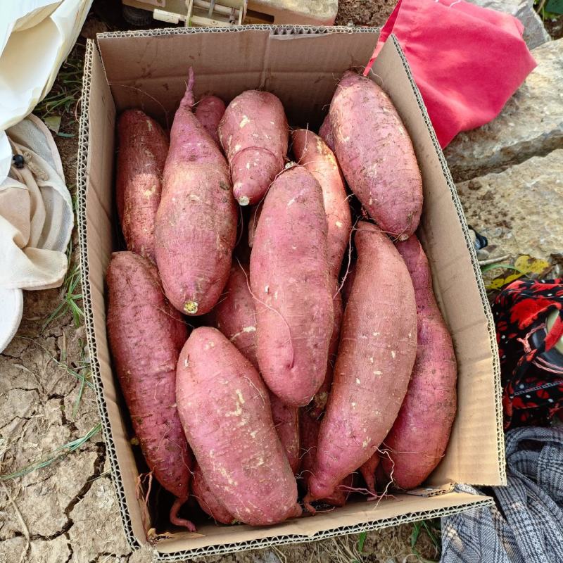 山地红薯视频看货现挖现卖山地济薯26板栗薯