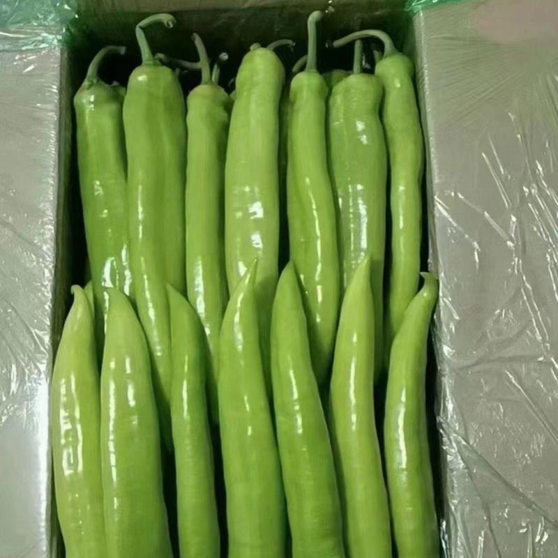内蒙赤峰宁城县精品辣椒，20公分以上大椒，产地直销，质优