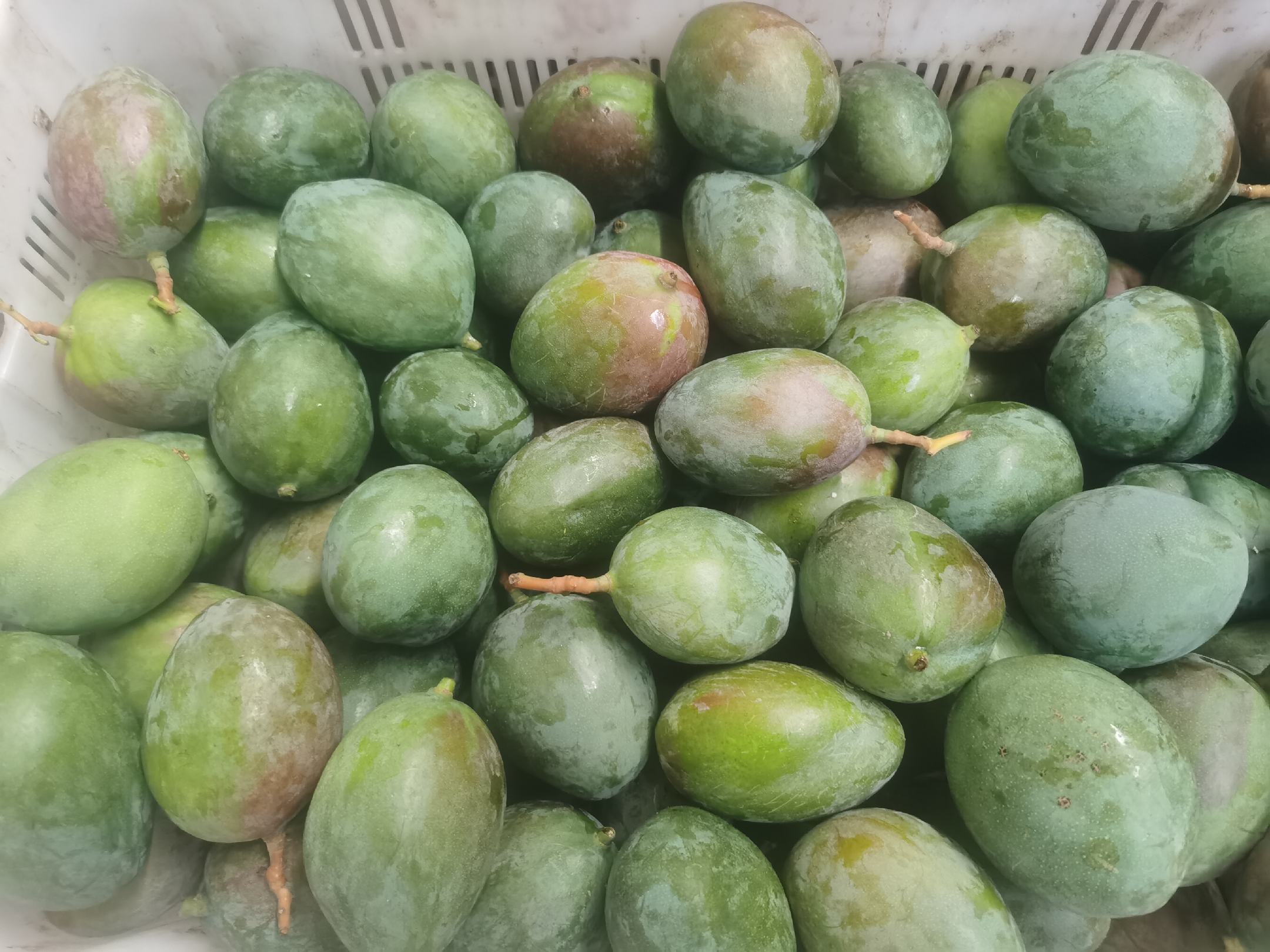 凯特大青芒实物图