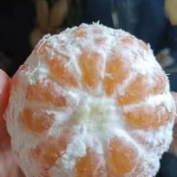 四川特早蜜橘之乡大量批发各种橘子橙子地里现摘现发诚信经验