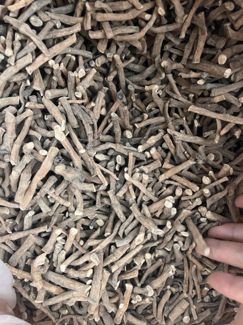 三白草一公斤起发