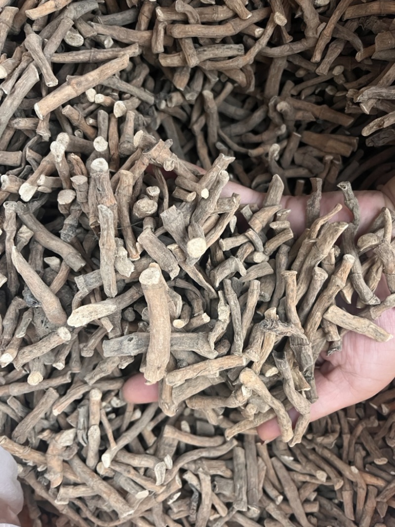 三白草一公斤起发