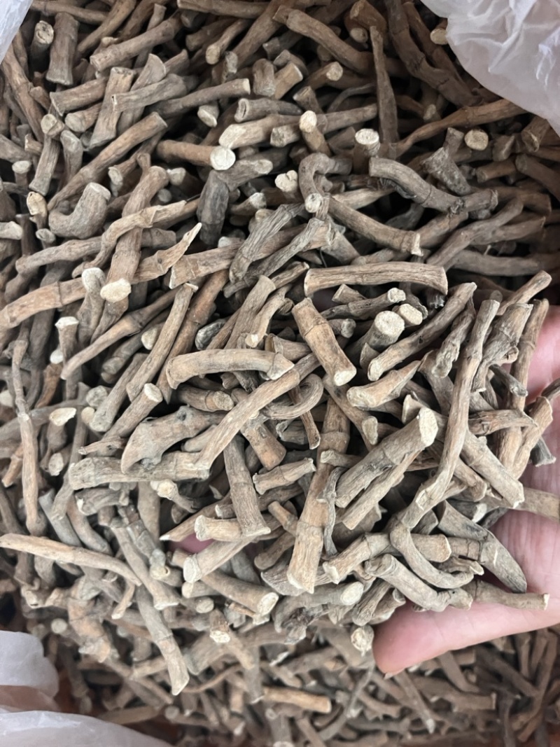 三白草一公斤起发