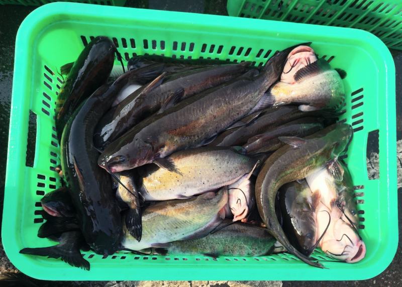 鮰鱼叉尾斑点鮰鱼肉质鲜美可供商超食堂饭店等