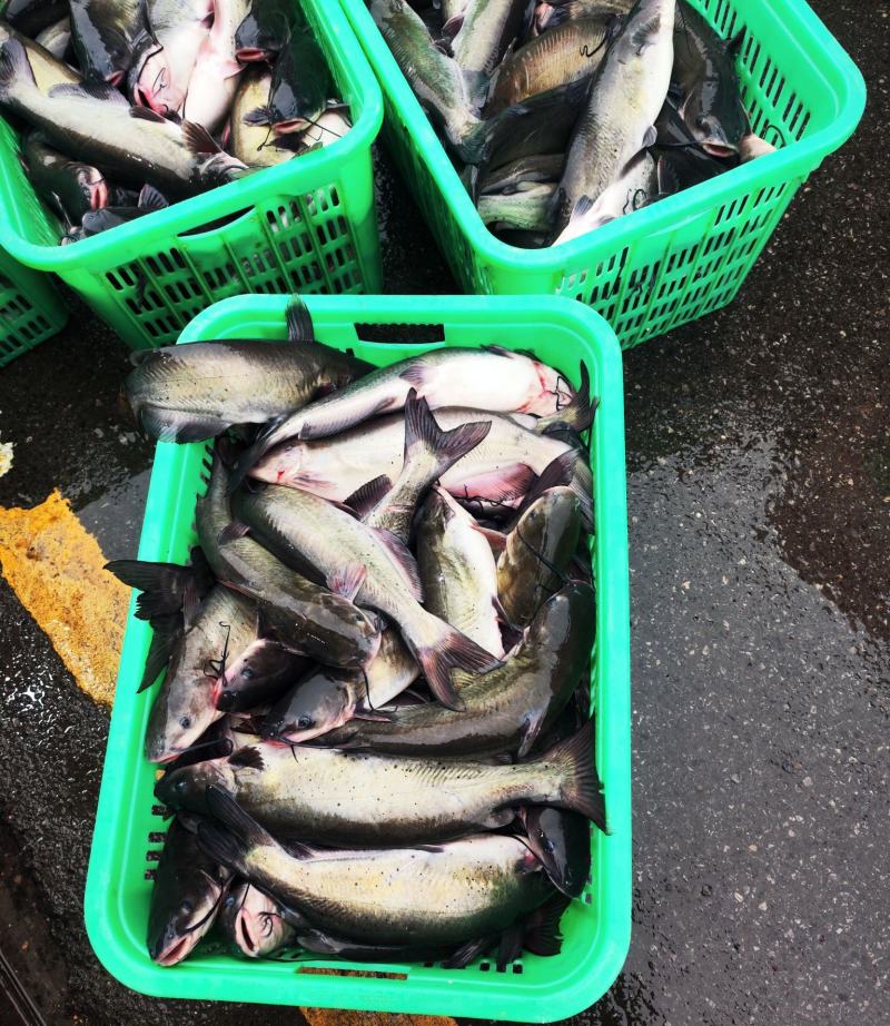 鮰鱼叉尾斑点鮰鱼肉质鲜美可供商超食堂饭店等