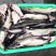 鮰鱼叉尾斑点鮰鱼肉质鲜美可供商超食堂饭店等