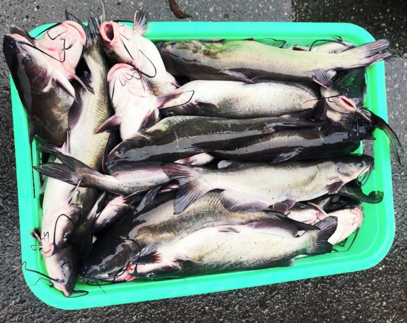 鮰鱼叉尾斑点鮰鱼肉质鲜美可供商超食堂饭店等