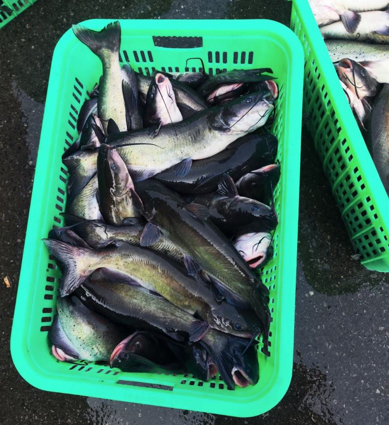 鮰鱼叉尾斑点鮰鱼肉质鲜美可供商超食堂饭店等