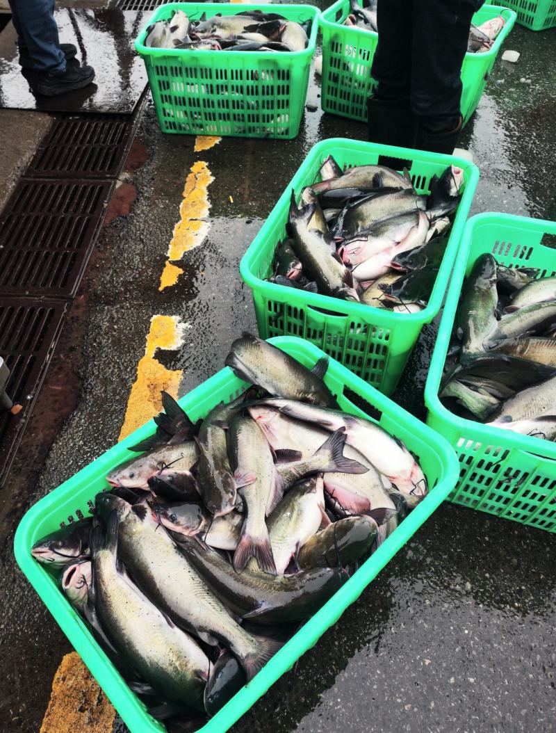 鮰鱼叉尾斑点鮰鱼肉质鲜美可供商超食堂饭店等