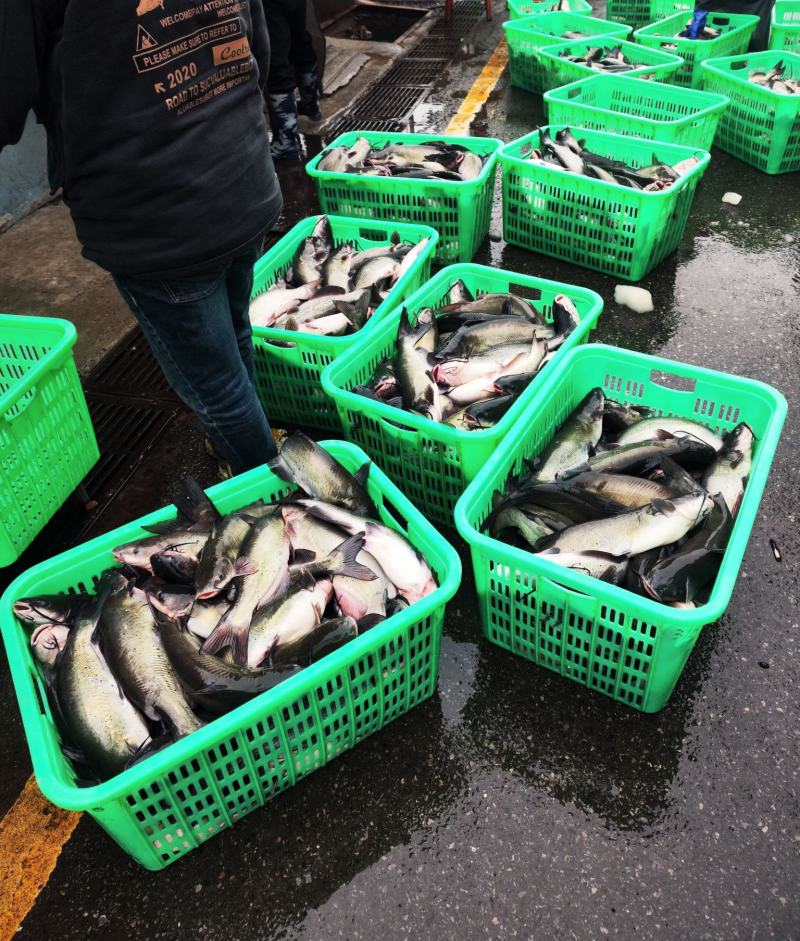 鮰鱼叉尾斑点鮰鱼肉质鲜美可供商超食堂饭店等