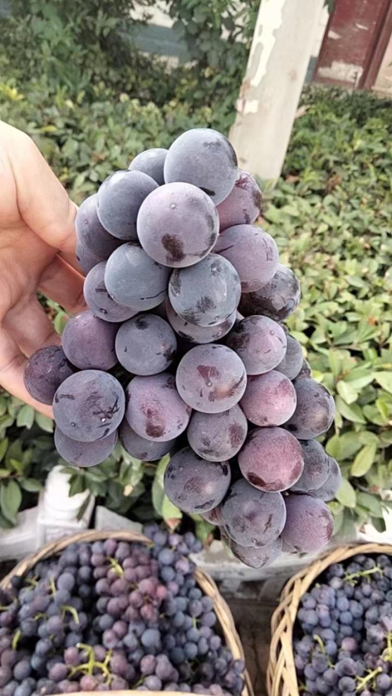 巨峰葡萄