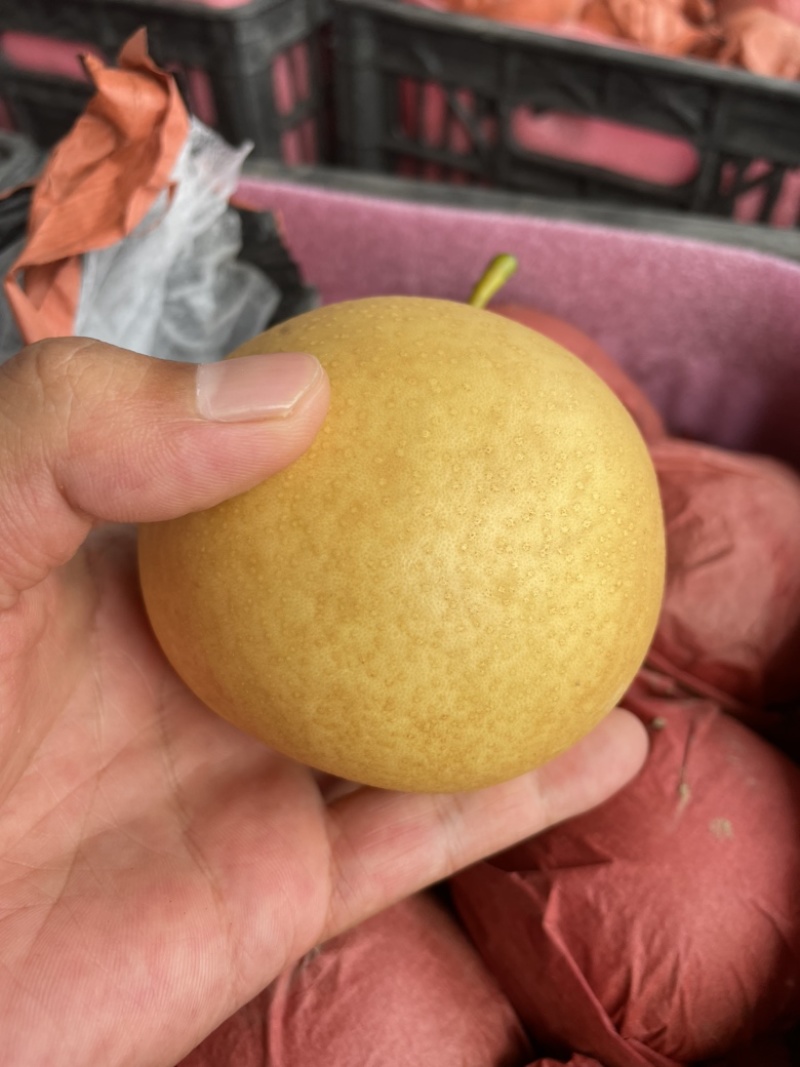 s砀山万亩秋月梨大量供应，对接全国批发市场社区团购