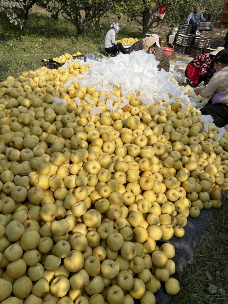 n砀山酥梨大量供应产地直供对接全国批发市场，社区团购