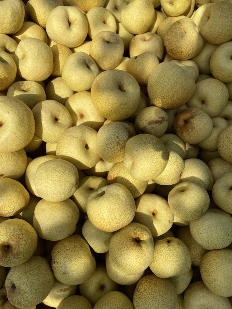 s安徽梨，砀山酥梨，梨产地直发保质保量全国代发
