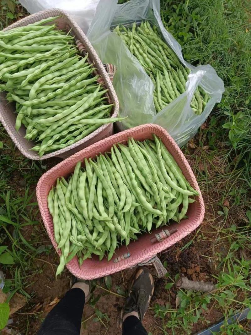 四季豆，无筋豆，量大，发货产地