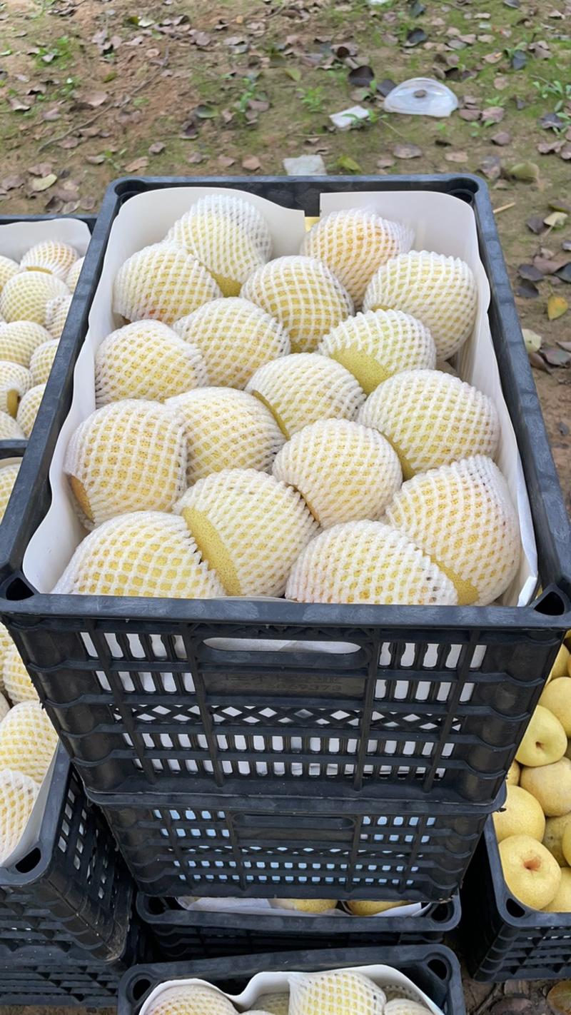 t安徽砀山酥梨大量供应对接全国批发市场社区团购