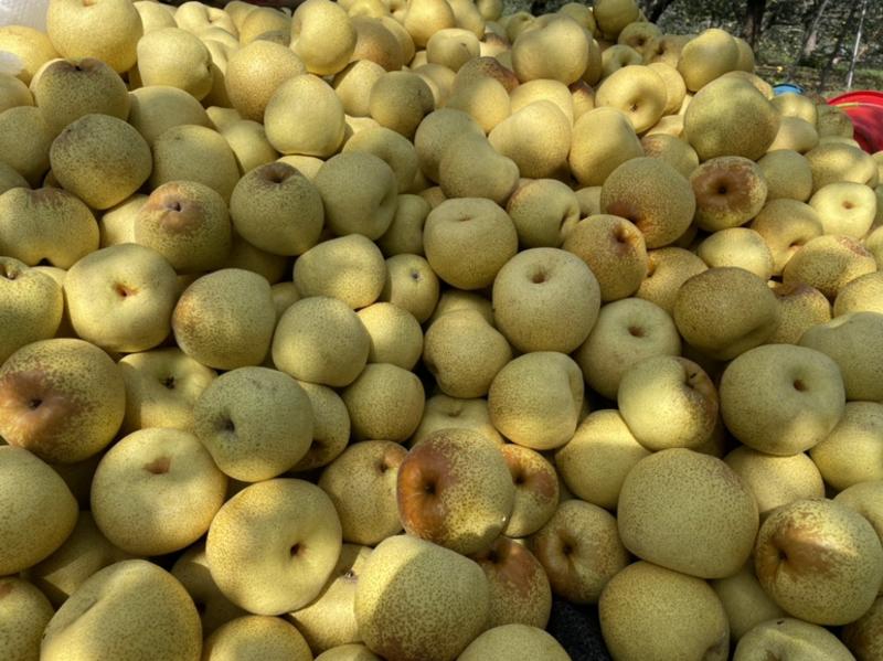 t安徽砀山酥梨大量供应对接全国批发市场社区团购