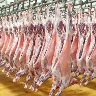 羊肉羊酮体白条羊每天屠宰纯干无水