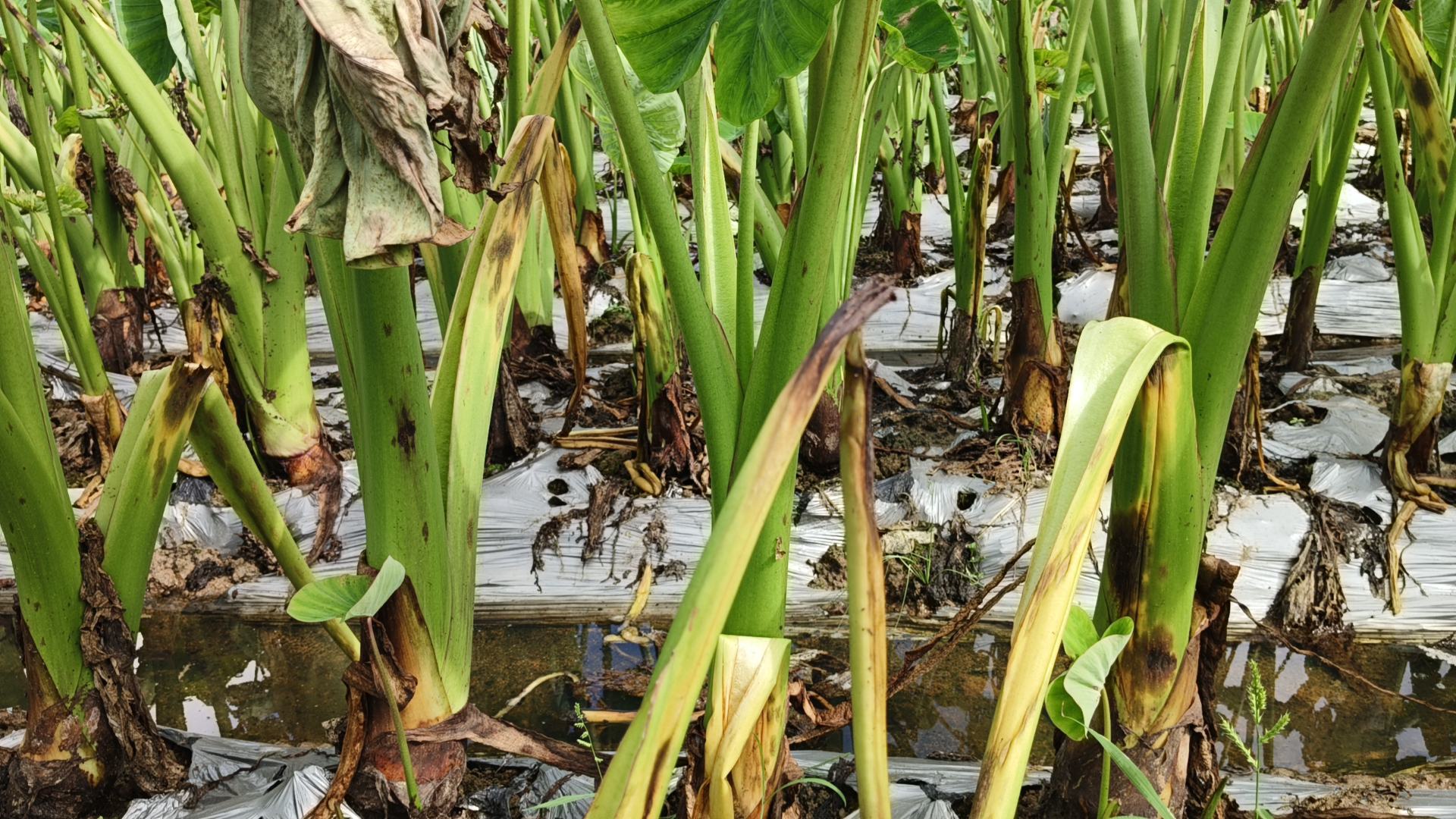 成熟的荔浦芋头植株,叶片枯黄,茎秆倒伏,表明块茎已成熟 荔浦芋头成熟植株