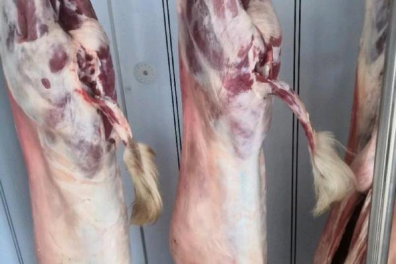 羊肉羊酮体白条羊每天屠宰纯干无水