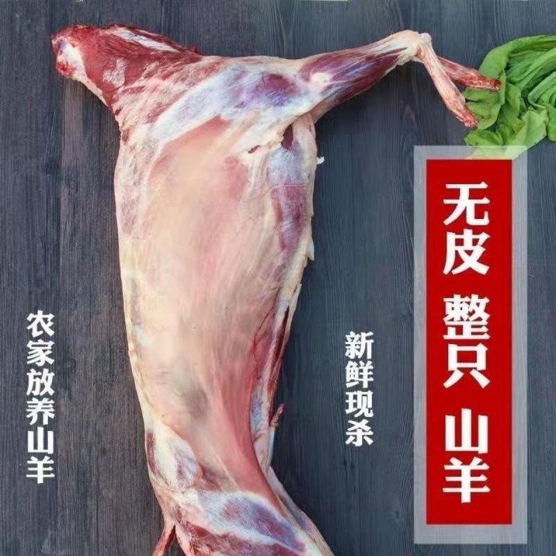 羊肉羊酮体白条羊每天屠宰纯干无水