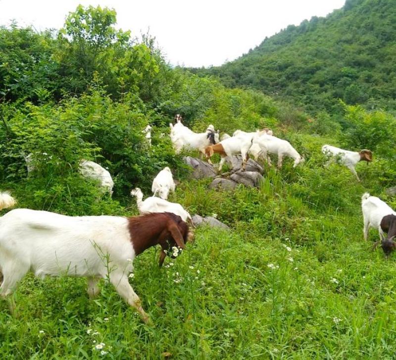 羊肉羊酮体白条羊每天屠宰纯干无水