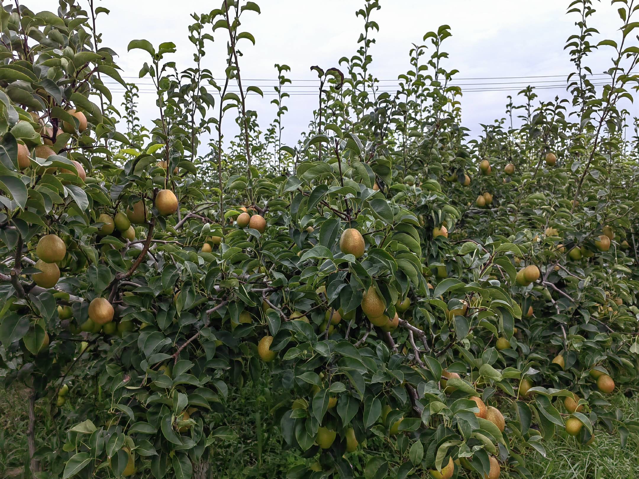 红香酥梨果园全景,展示成片种植的果树与果实挂枝状态 红香酥梨果园全景