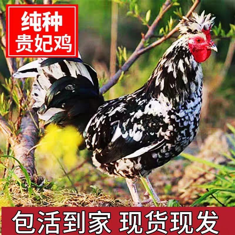 贵妃鸡苗包防疫包成活率货到满意付款诚信经营