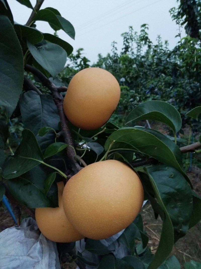s砀山园黄梨大量供应，对接全国批发市场社区团购整车代发