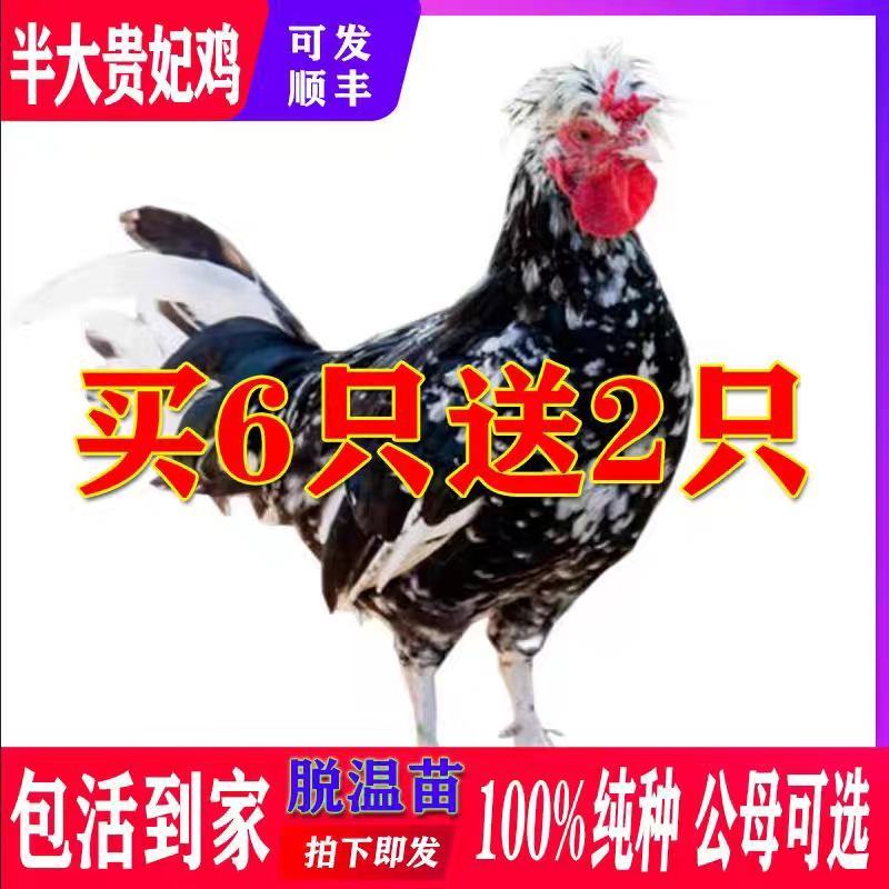 贵妃鸡苗包防疫包运输包成活率货到满意付款诚信经营