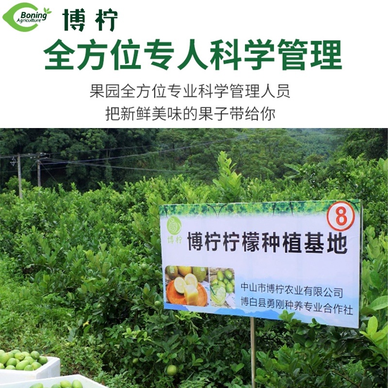 [精选]广东香水柠檬产地直发品质保证全国发货