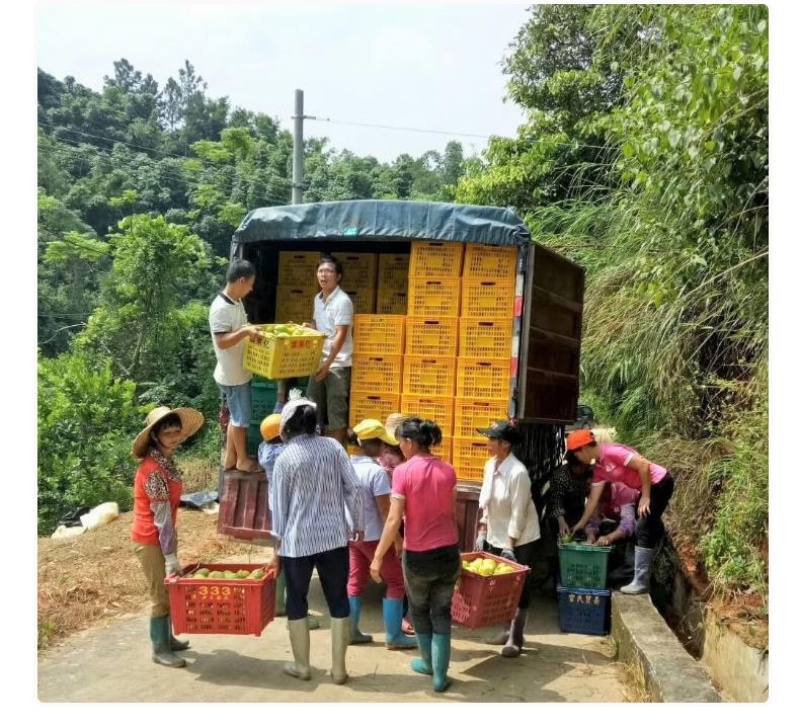 [精选]广东香水柠檬产地直发品质保证全国发货