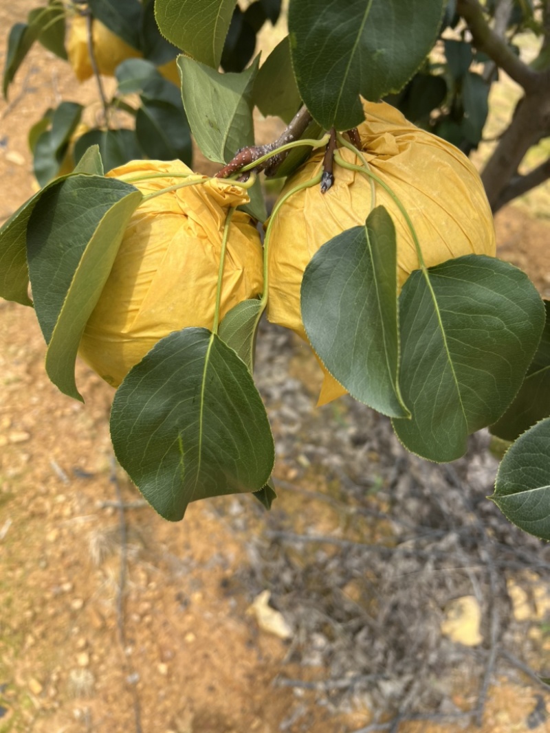 雪花梨云南红河雪花梨大量上市中品质保障量大从优