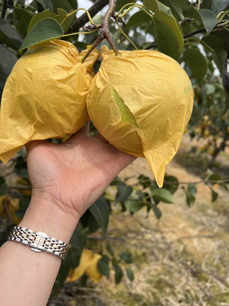 雪花梨云南红河雪花梨大量上市中品质保障量大从优