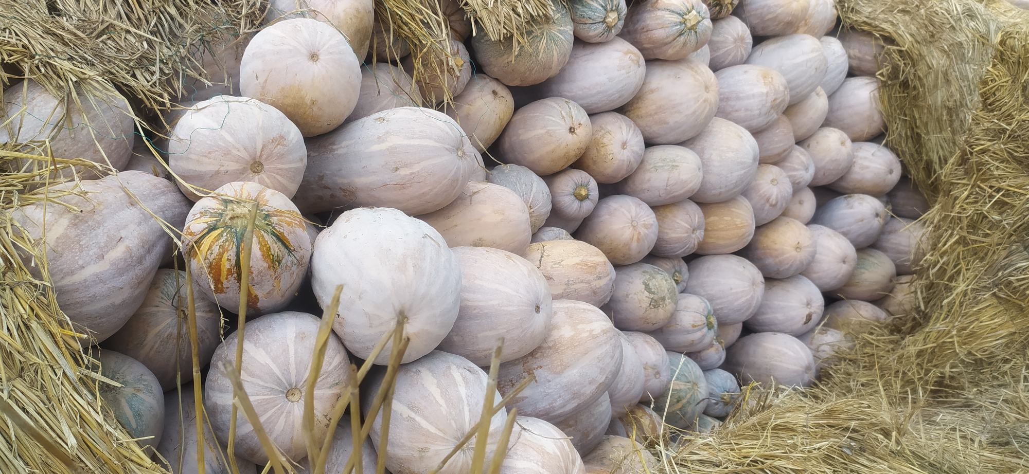 蜜本南瓜田间种植现场图