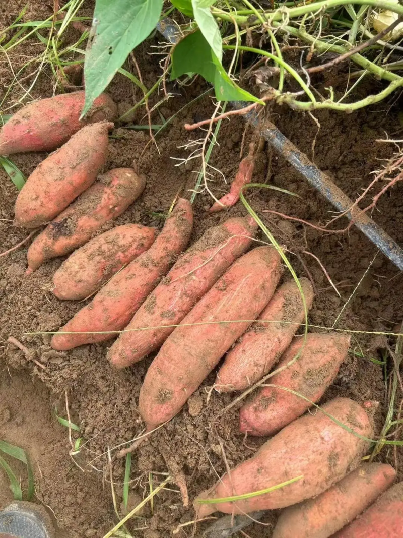 西瓜红薯一点红冰淇淋红薯大量上市供应规格齐全质量保证