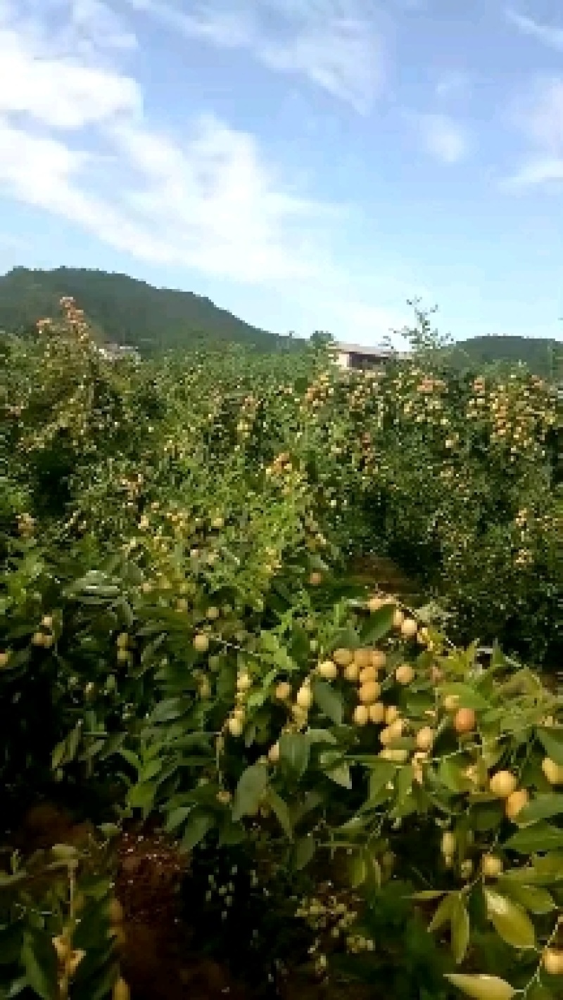 崭山米枣精品级，个头大，甜味足，水分好欢迎来电