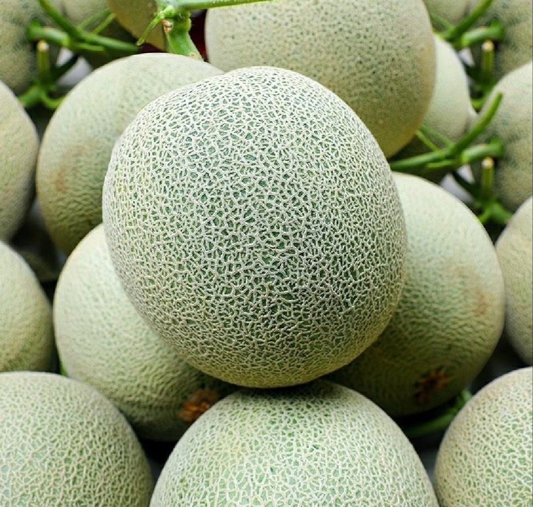 网纹瓜与西州蜜瓜对比图
