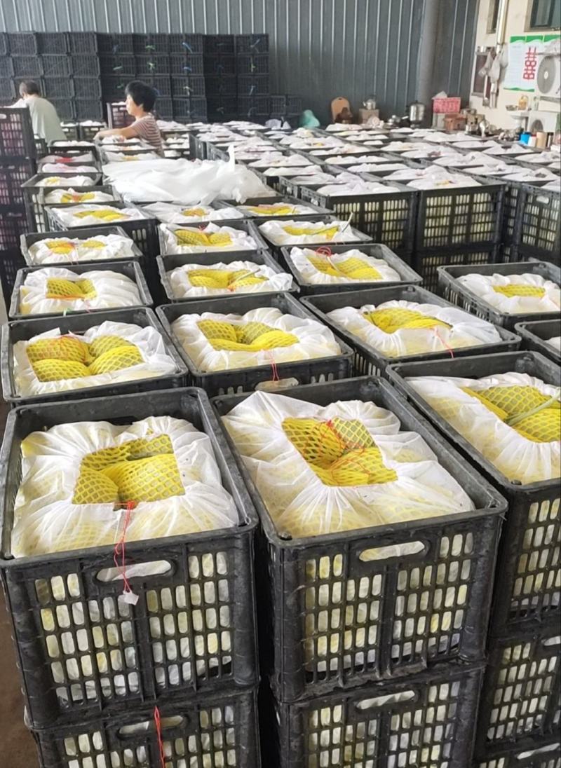 山东寿光市出售网纹瓜大量有货货源充足寻找老板一分钱代购费