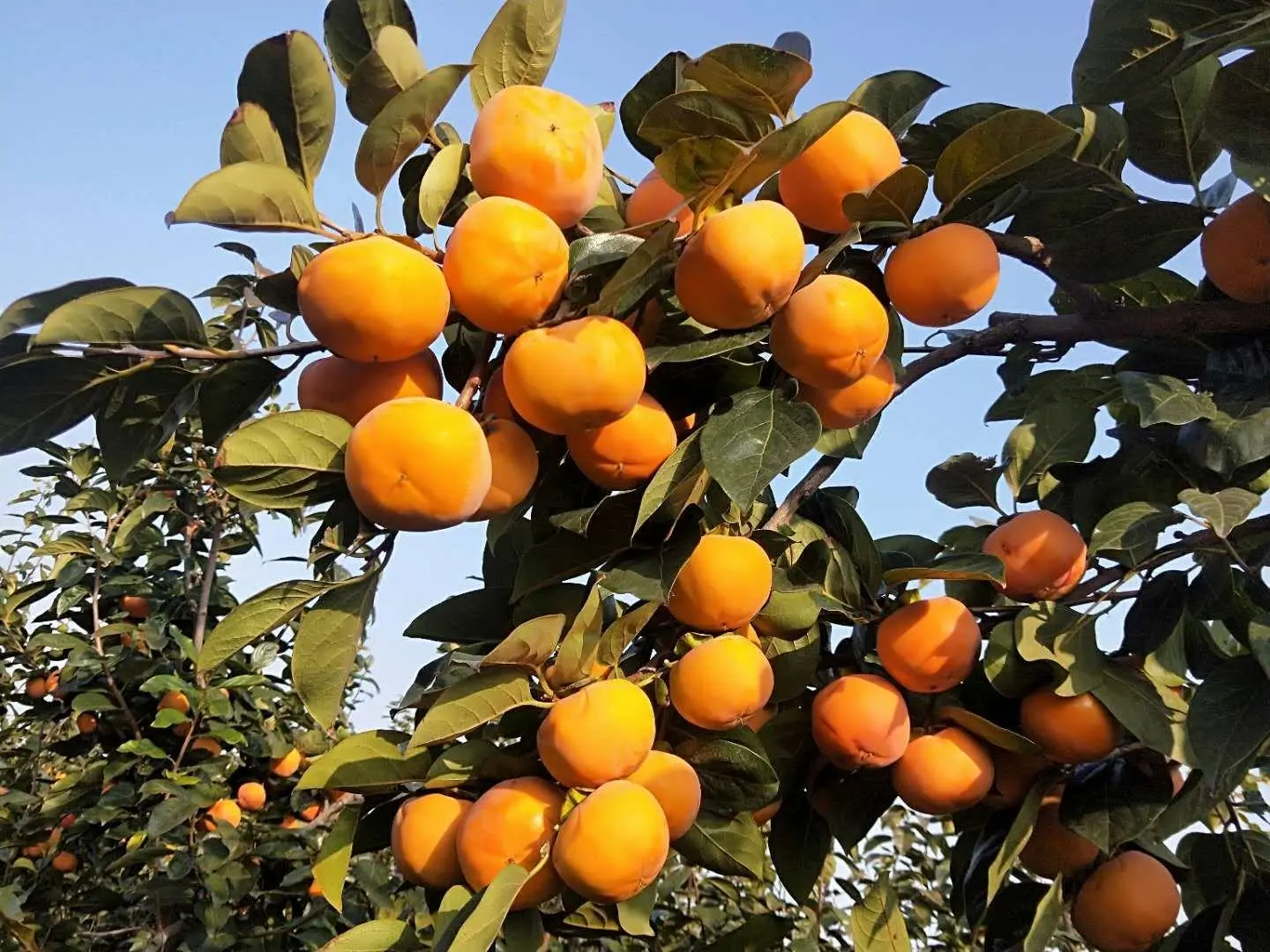 脆柿果园航拍图