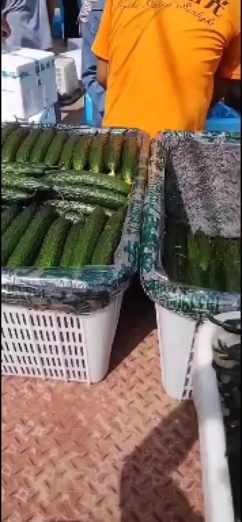 黄瓜，青瓜，万亩主产地，批发市场，工厂，商超海量供应