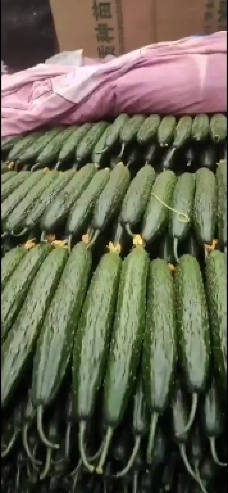 黄瓜，青瓜，万亩主产地，批发市场，工厂，商超海量供应