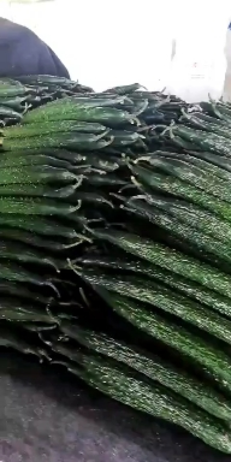 黄瓜，青瓜，万亩主产地，批发市场，工厂，商超海量供应