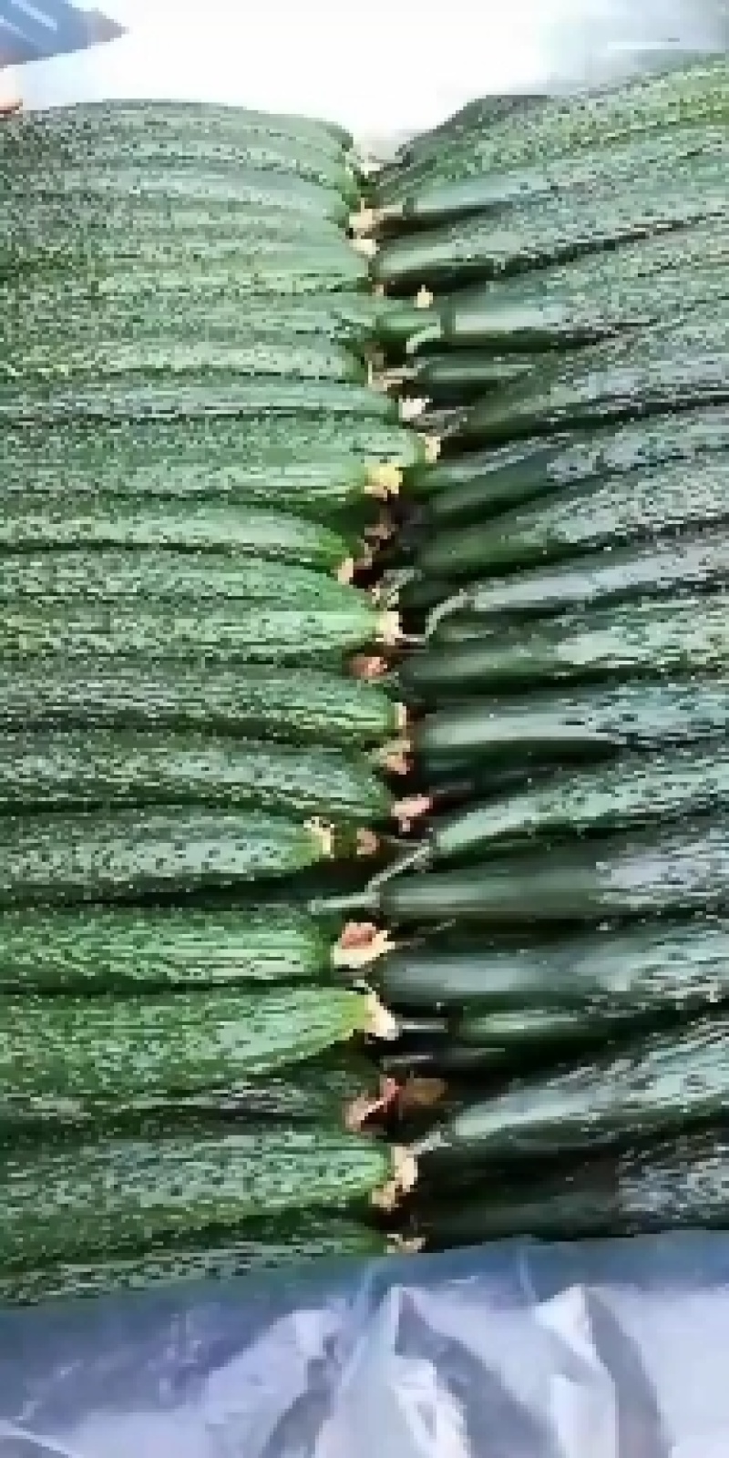 黄瓜，青瓜，万亩主产地，批发市场，工厂，商超海量供应