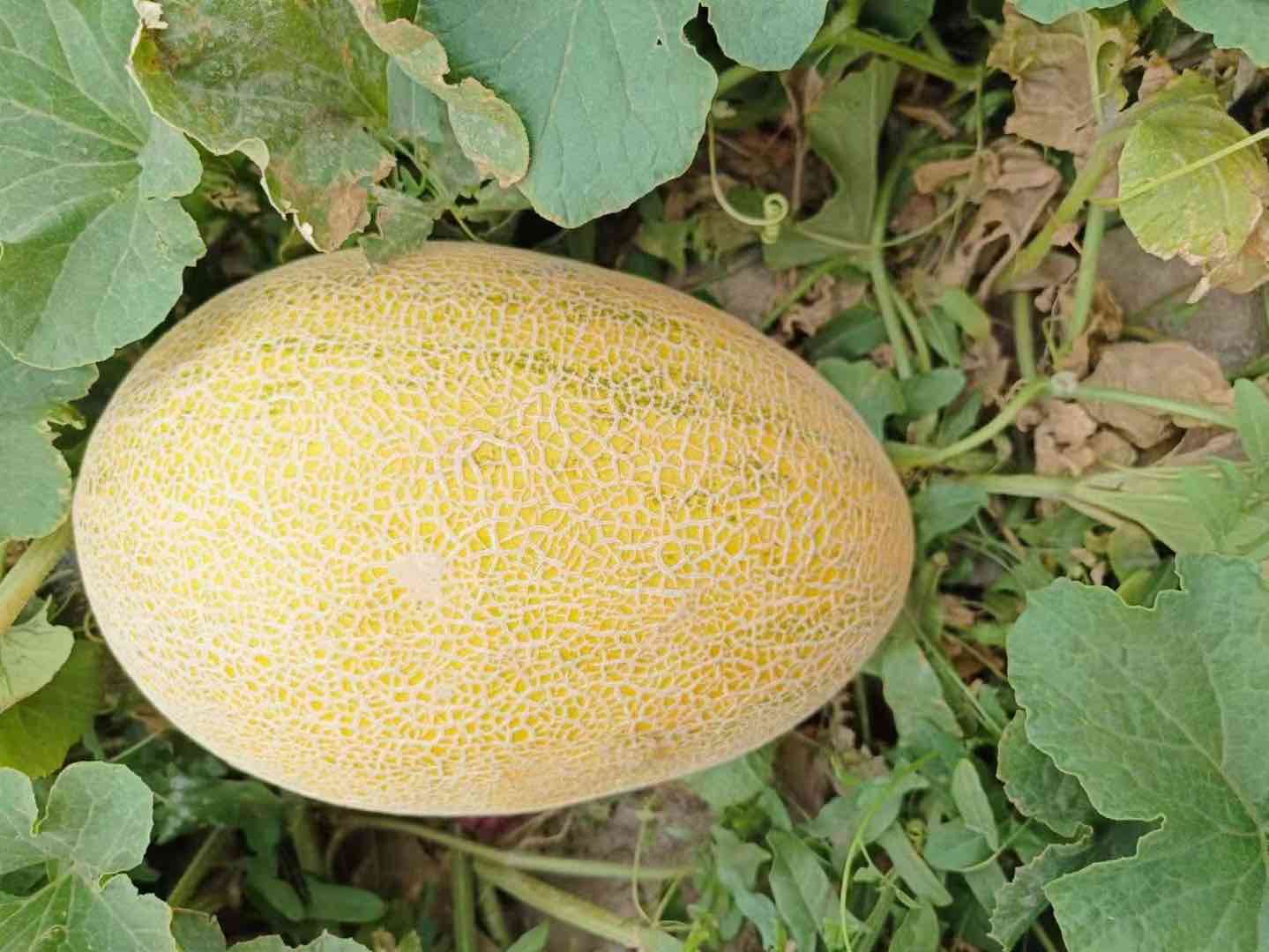 早熟哈密瓜田间成熟特写