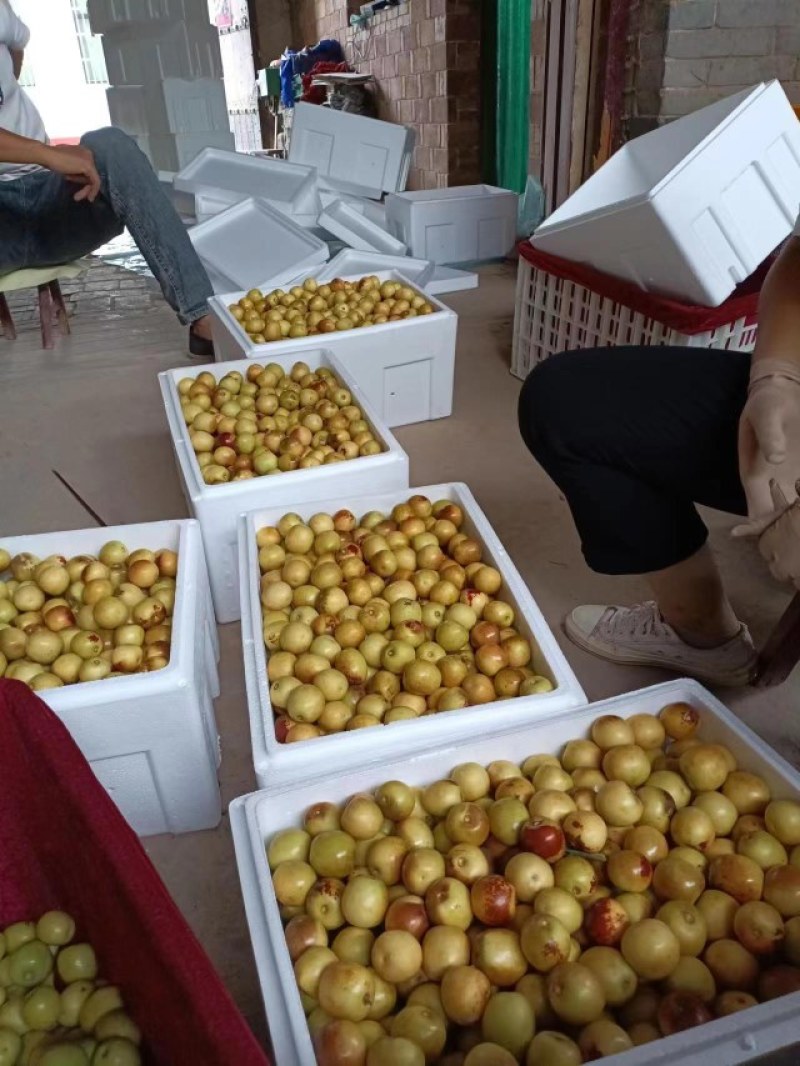 大荔冬枣价格优惠质量好对接电商快递商超水果批发市场