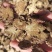 原色川芎片正品药材无硫川弓可磨粉川穹粉配调煲汤原料传统