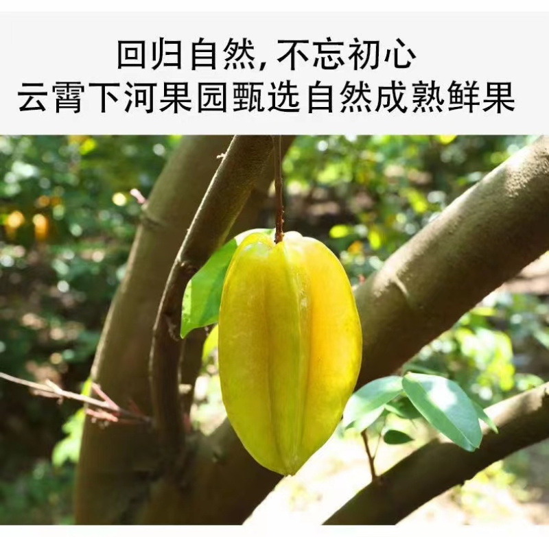 杨桃云霄下河支持产地代办供应全国批发市场社团团购