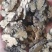 原色川芎片正品药材无硫川弓可磨粉川穹粉配调煲汤原料传统