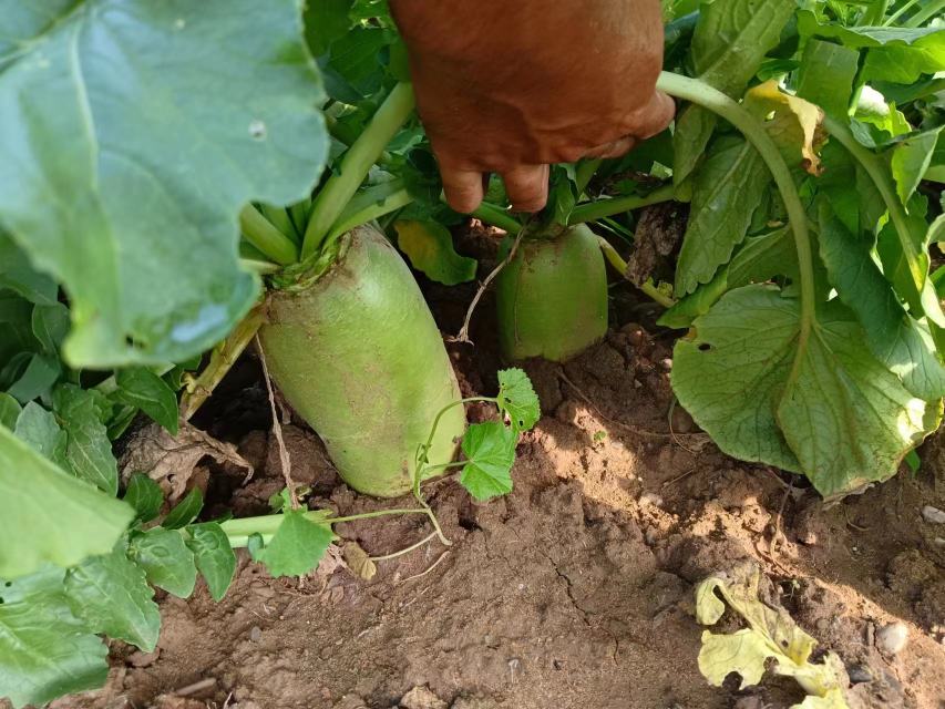 白菜脱落病症状图